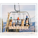 Decorative Square Tray - Chairlift Pups